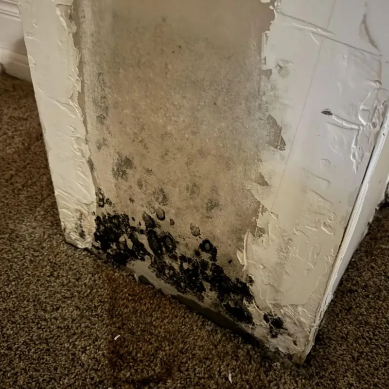 Professional Mold Removal in Frisco, TX